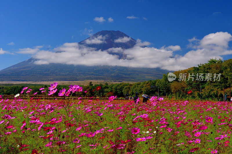 樱花盛开的富士山