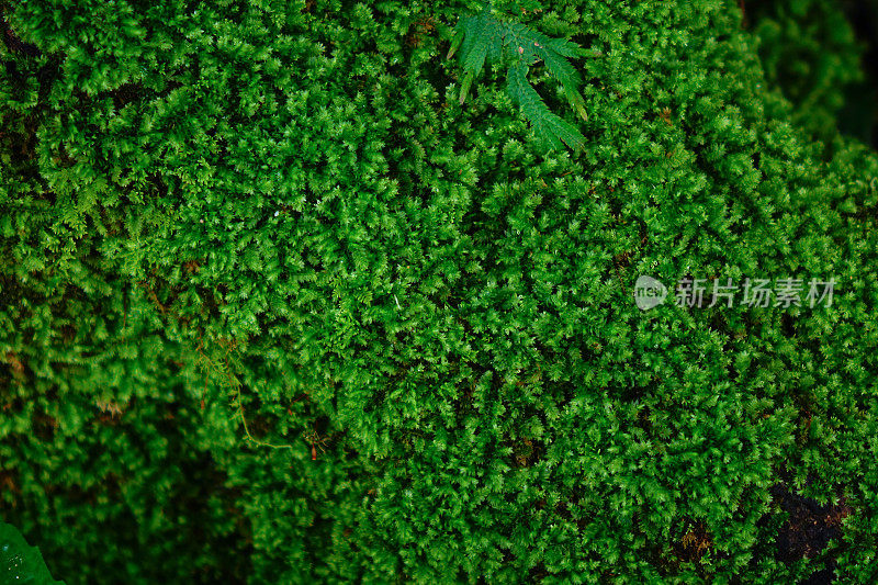 宏是雨林中的一种绿色苔藓。