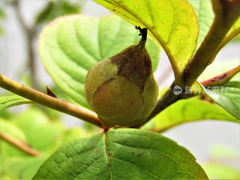 日本。8月。后开花。