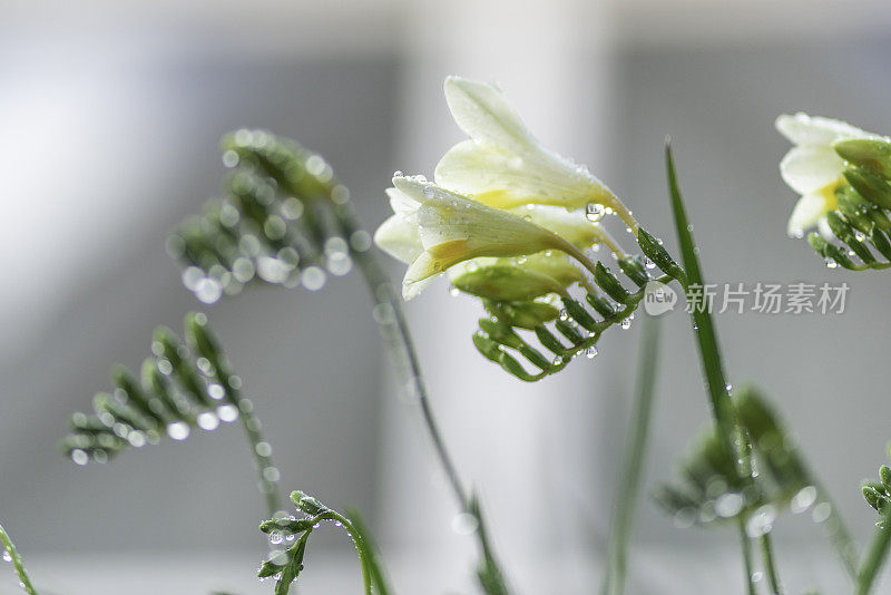 小苍兰花与雨滴在他们的特写