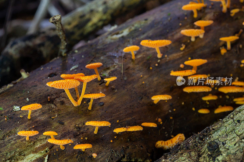 小蘑菇长在木头上