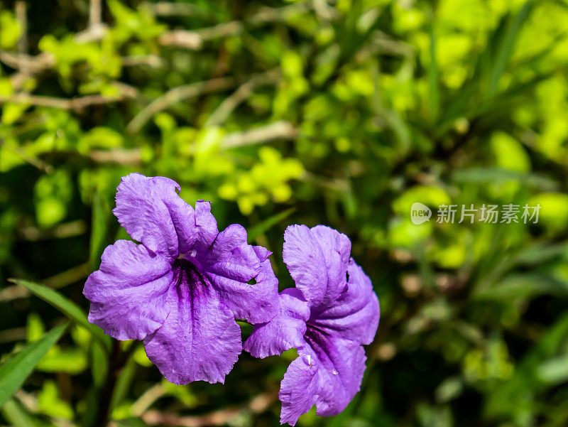 花园里有两朵鲜艳的紫色花