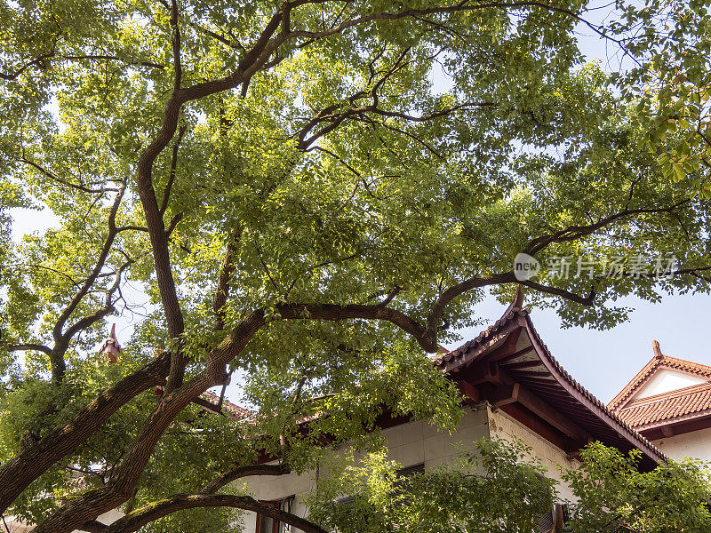 历史建筑隐藏在杭州西湖的大树下，中国