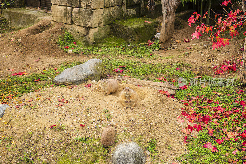 草原犬鼠(犬科犬属)