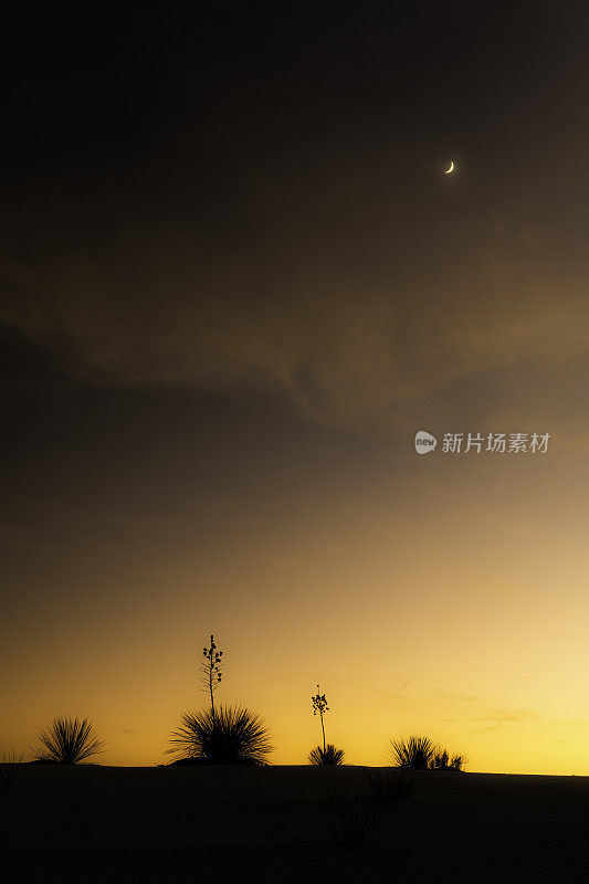 白沙国家公园-月光下的丝兰