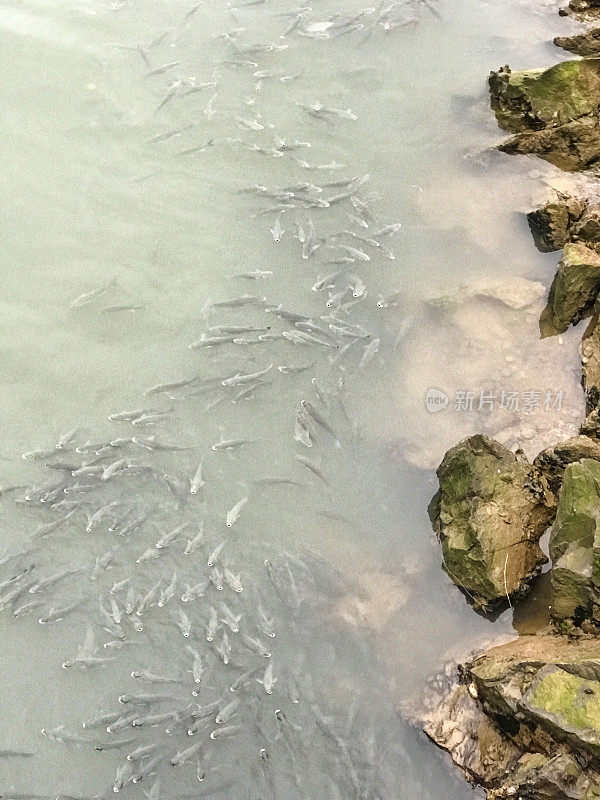 涨潮时的河流