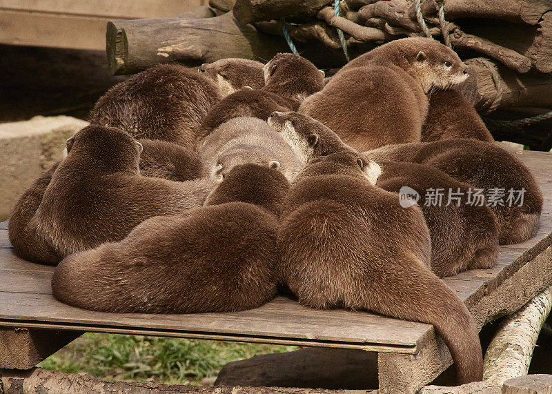 亚洲短爪水獭