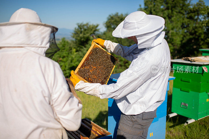 年轻的养蜂人抱着木质的蜂窝框架。收集蜂蜜。养蜂的概念。