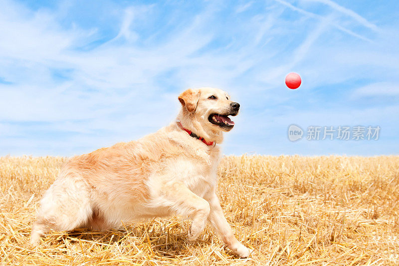 在草地上打球的金毛猎犬