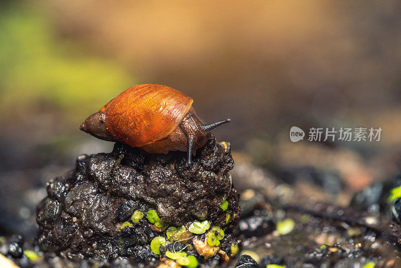 树林里的小蜗牛，特写镜头