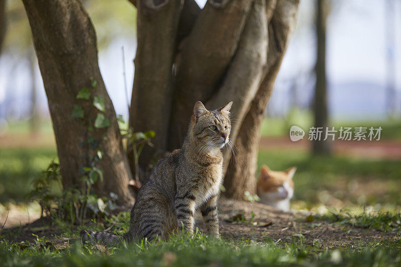 一只独眼残疾的流浪猫，和一个朋友坐在公园的绿草地上