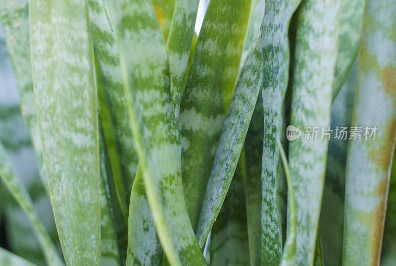 三叶虎尾莲紧凑型或蛇形植物近，全框