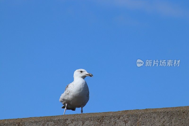 海鸥