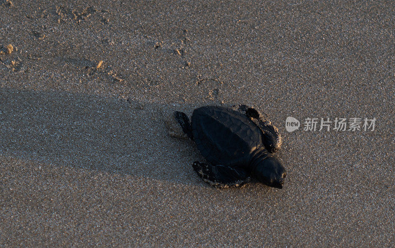 海龟图片库