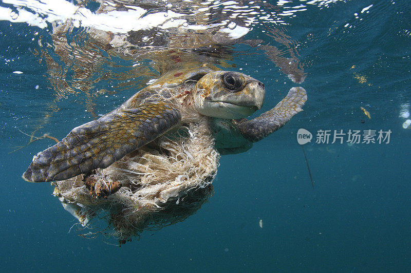 海龟和塑料污染