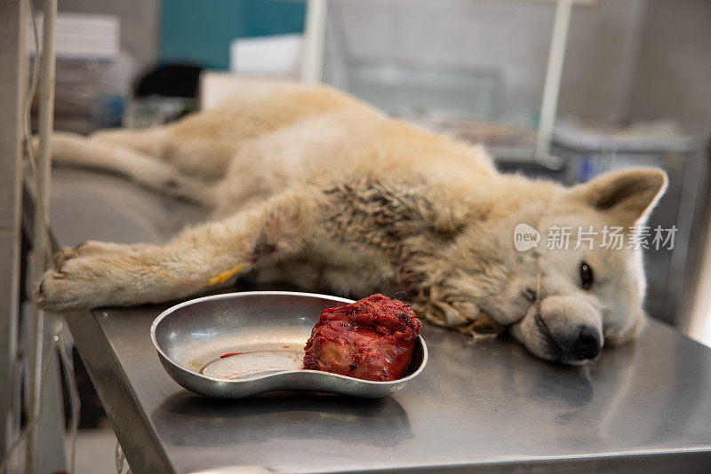 手术的秋田犬躺在检查台上，碗里有肿瘤