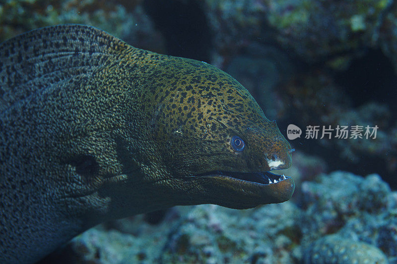 海洋生物水下珊瑚和鱼类红海的巨型海鳗