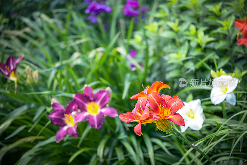 美丽的观赏花园(黄花菜)