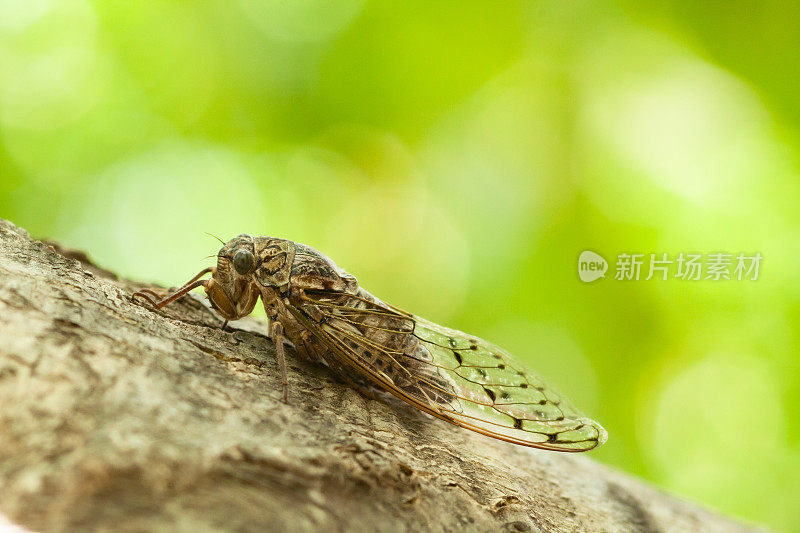 胡桃树上的蝉