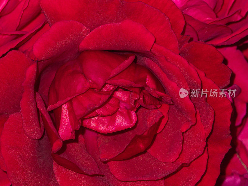 红玫瑰花宏。红色花卉宏观背景。