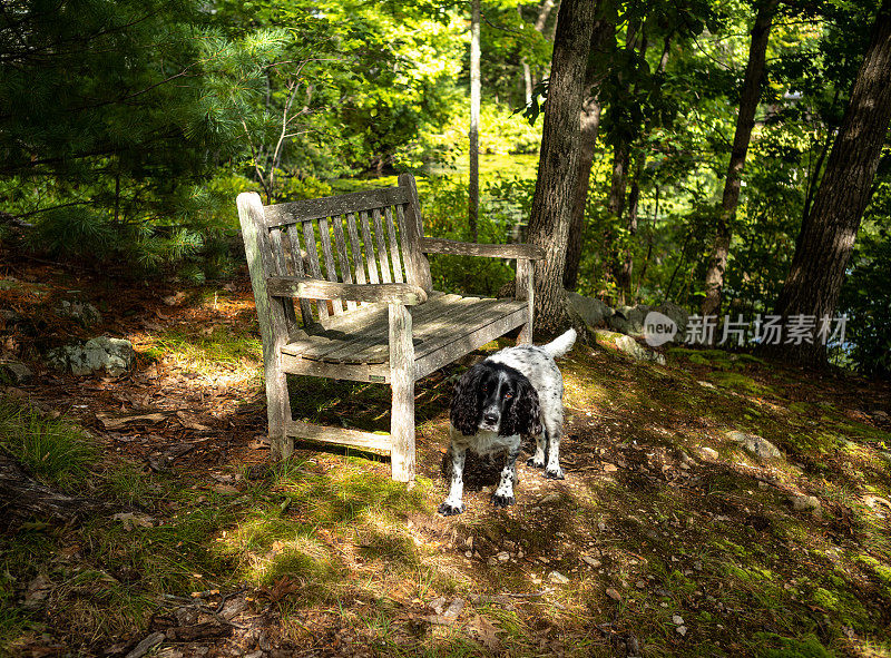 野地英国可卡犬