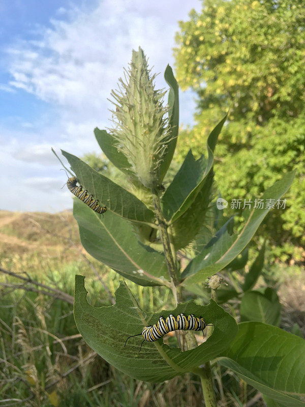 黑脉金斑蝶的幼虫吃马利筋叶子熊溪湖公园莱克伍德科罗拉多州