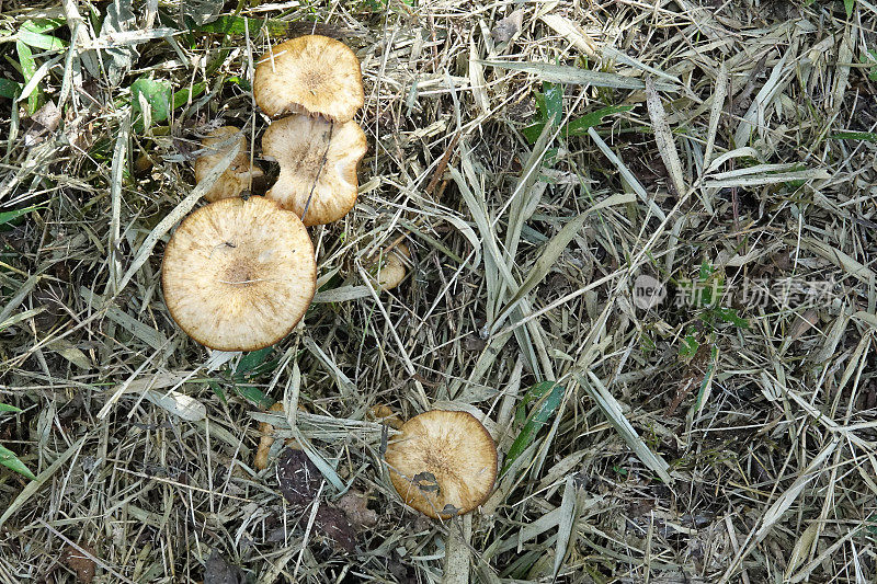 雨后生长的蘑菇