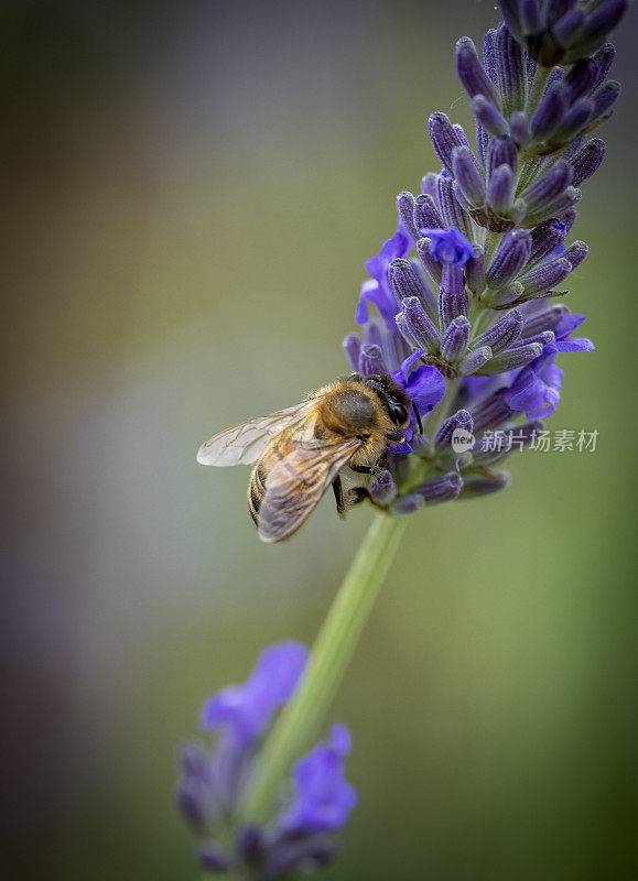 薰衣草上的蜜蜂