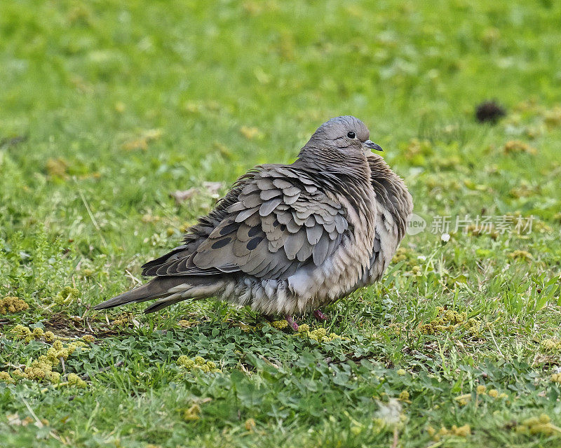 一只耳鸽在圣地亚哥花园的草坪上沐浴后晾干羽毛