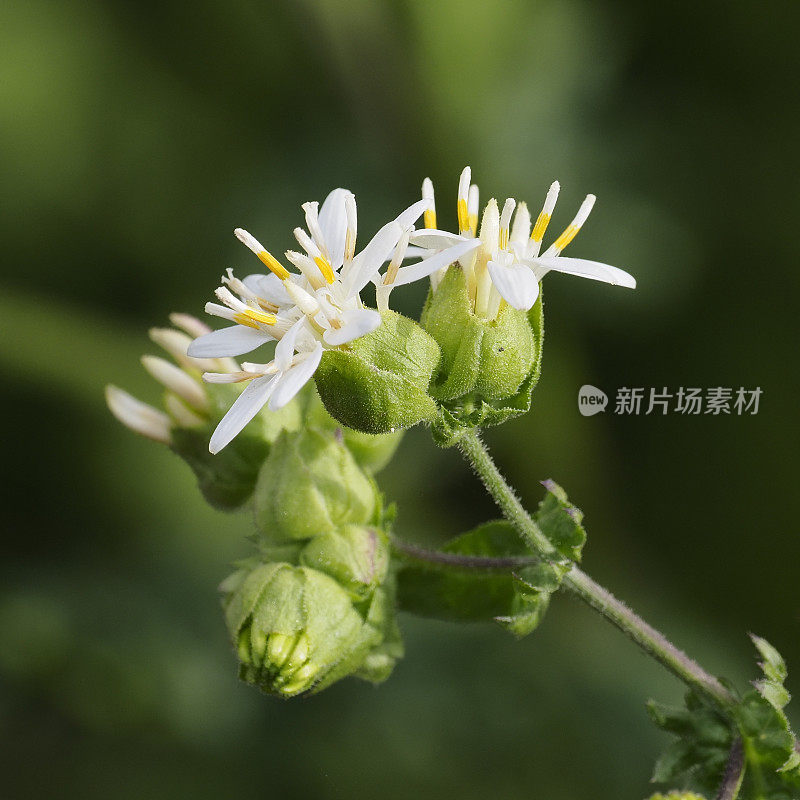 南美紫菀的几朵花和花蕾