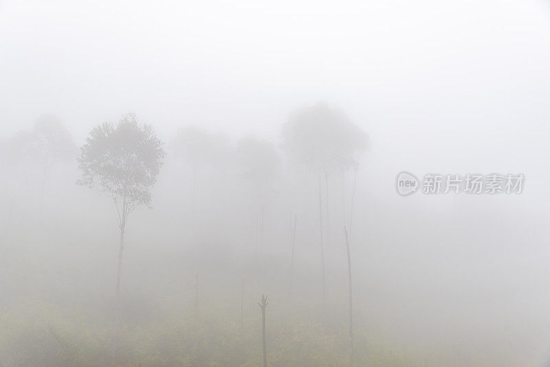 清晨的雾弥漫了整个山林