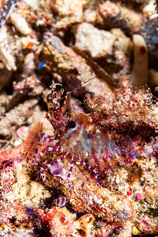 迷彩大师，大理石纹虾，帕劳，密克罗尼西亚