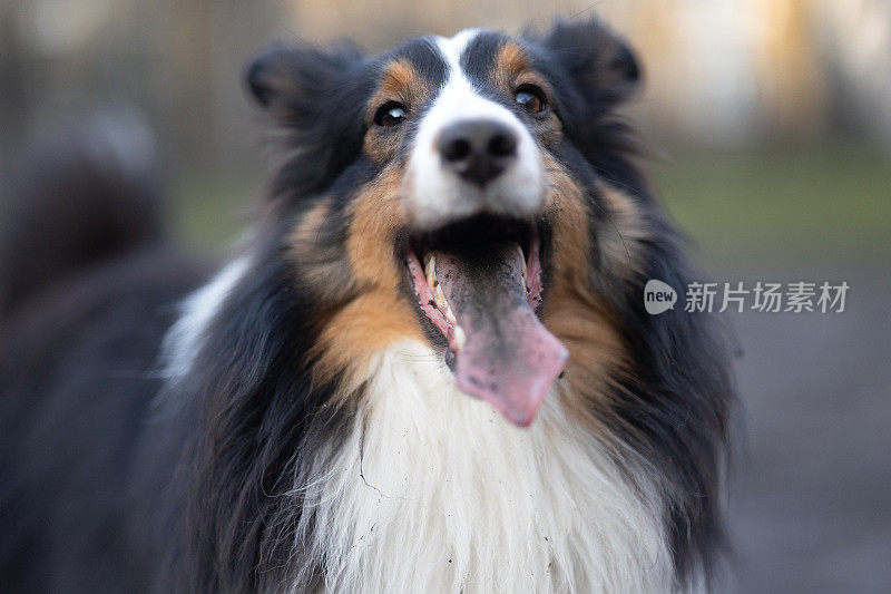 雪梨牧羊犬