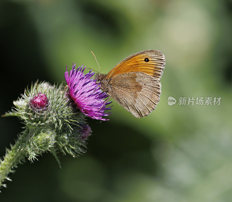 草地棕色蝴蝶在蓟头上花蜜