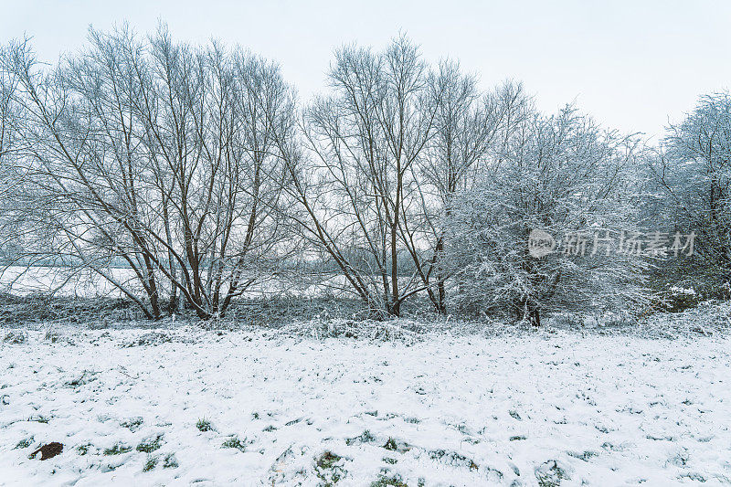 一个寒冷的早晨，这个季节的第一层雪。