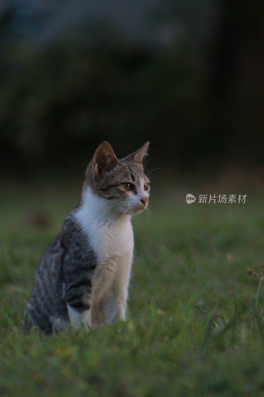 在亚齐日落时，猫在沙滩上放松的后视图