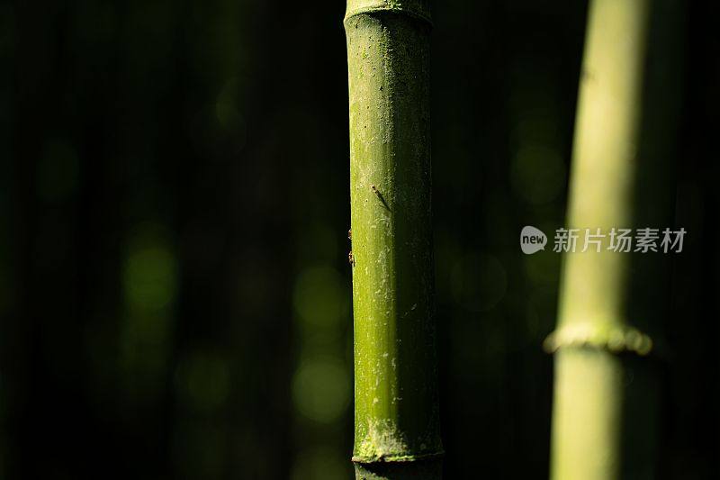 秆的特写，竹茎对着黑暗的背景
