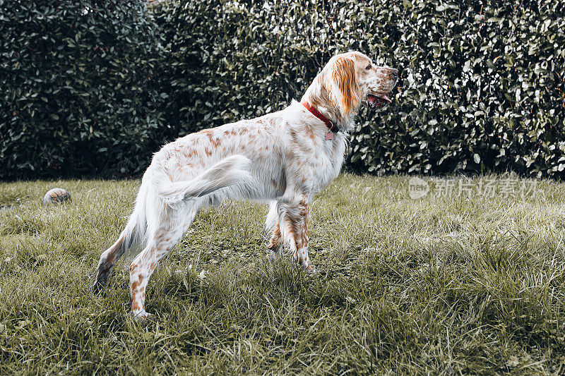 爵士，一只英国塞特猎犬，在他居住的房子的花园里