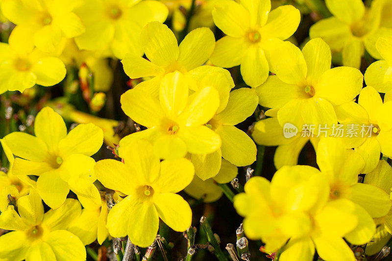 白花茉莉，冬茉莉