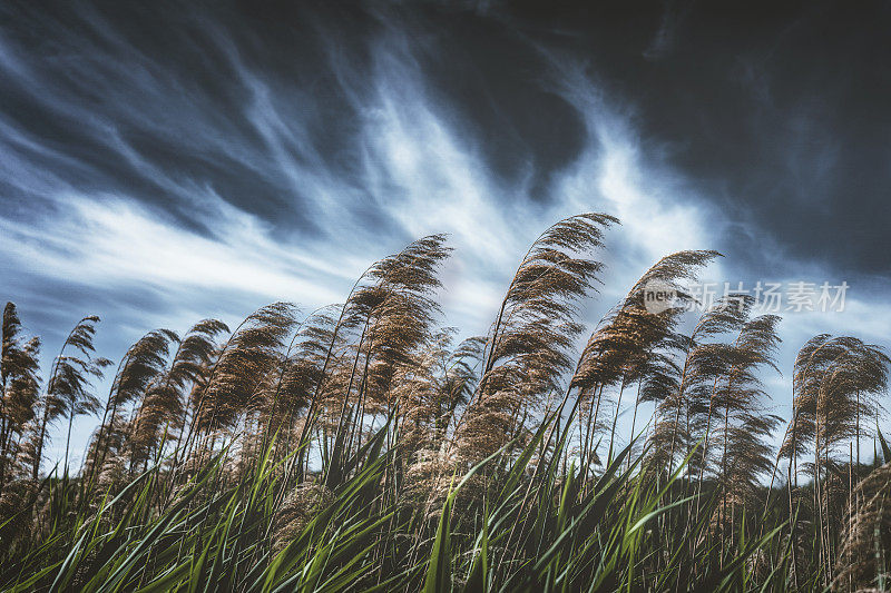 被风吹起的潘帕斯草原的特写