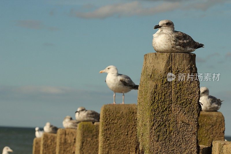 一群海鸥坐在柱子上