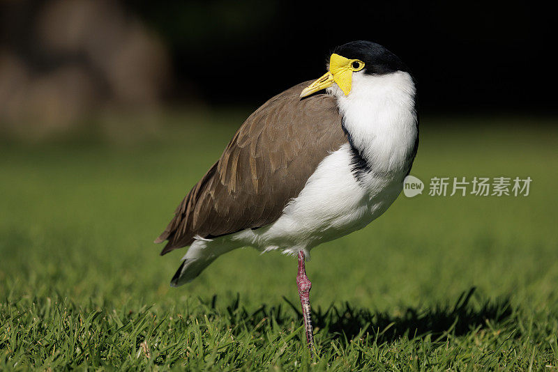 蒙面田凫，荷兰香草在清晨的阳光下转着头