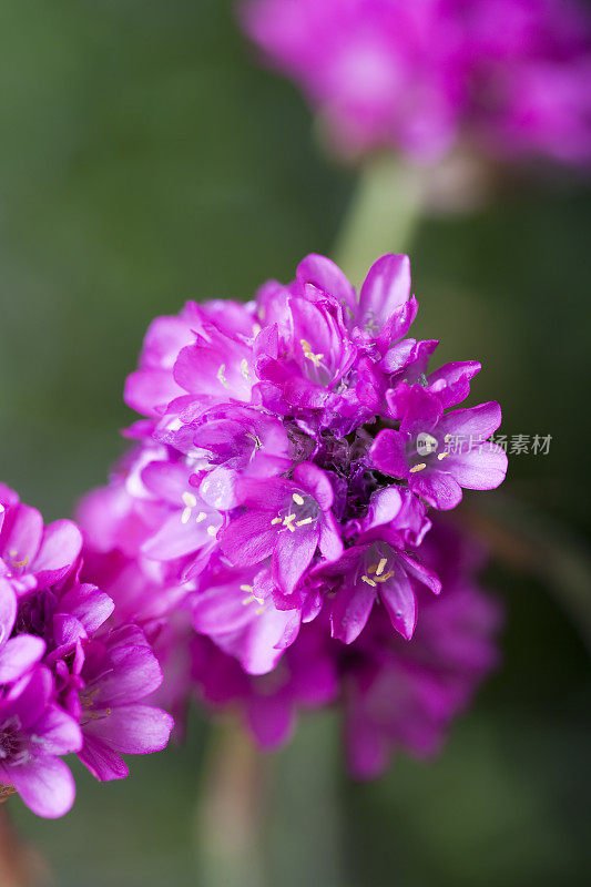 粉红海节俭