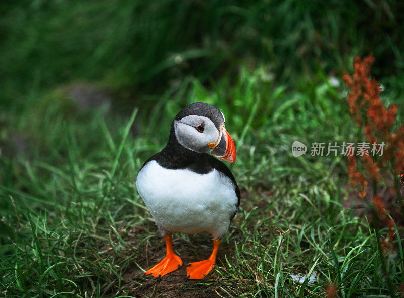 冰岛海岸悬崖上的海鹦