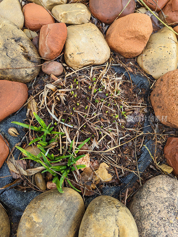 在犹他州洛克维尔的岩石花园里，新芽正在绽放