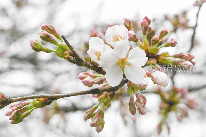 樱花