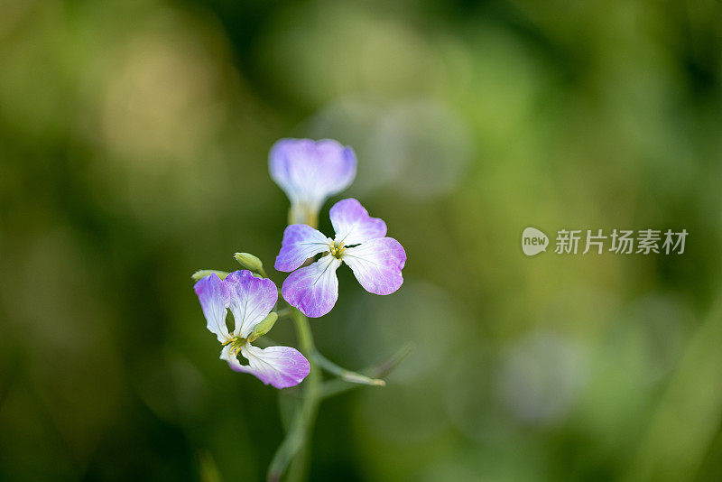 花萝卜饲料