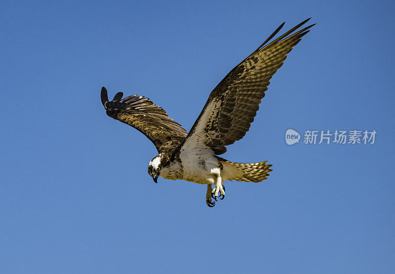 鱼鹰，也被称为海鹰、河鹰和鱼鹰，是一种白天活动的食鱼猛禽，分布在世界各地。圣伊格纳西奥泻湖，下加利福尼亚南部，墨西哥。飞行。