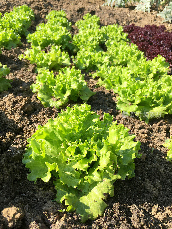 绿色和紫色生菜田，叶菜生菜生长在菜园，新鲜有机生菜