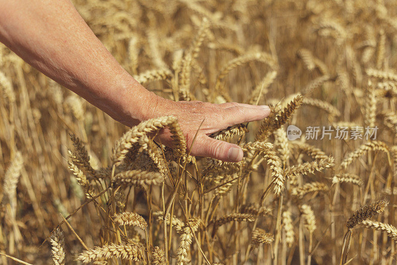 手摸着麦田里的小麦